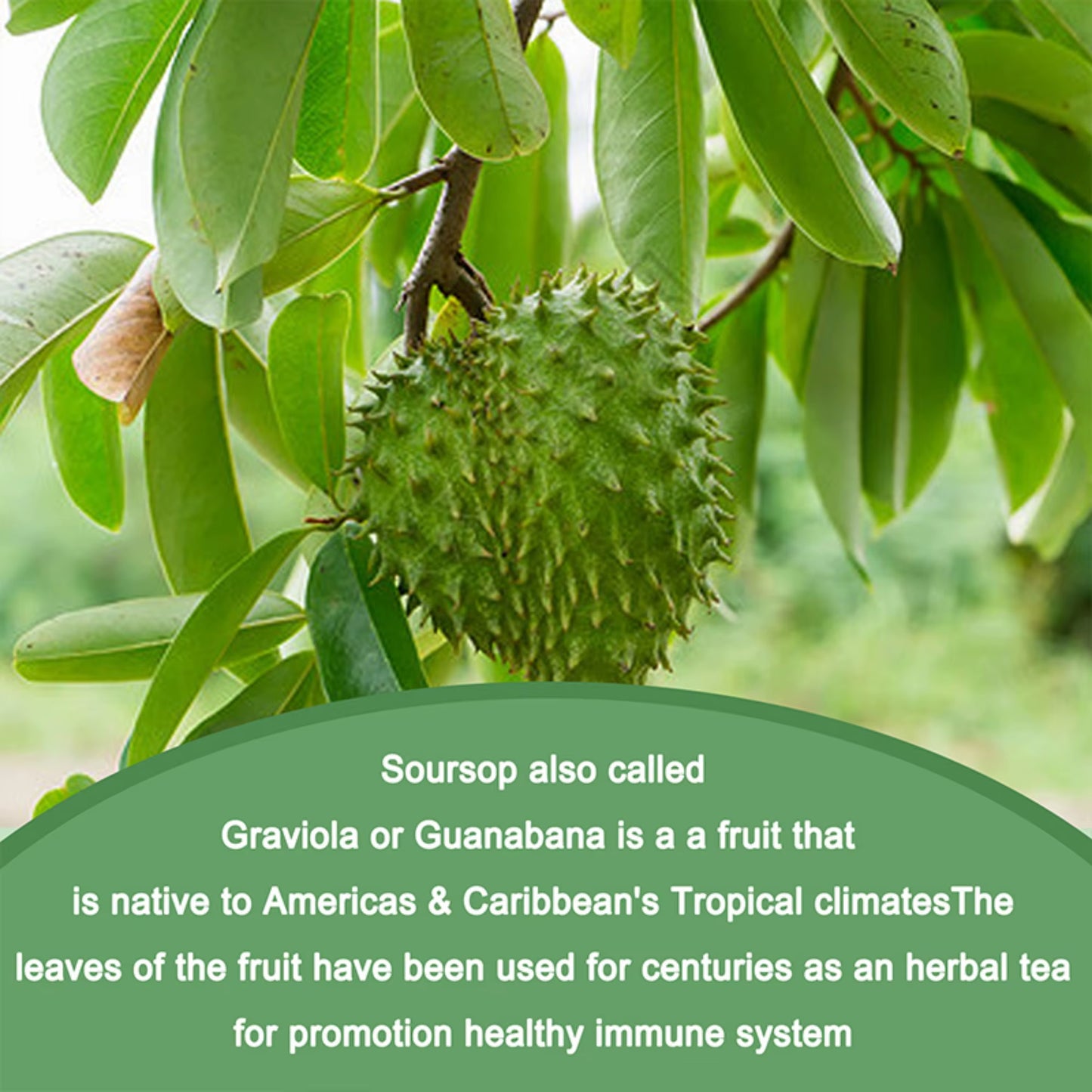 Soursop Graviola - Immune Enhancement Promote Digestion & Cellular Health, Improve Mood and Relieve Stress - 120 Capsules